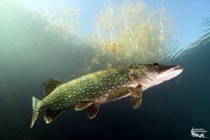 Pike :-D by Daniel Strub 